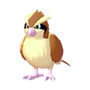 Pidgey