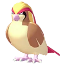 Pidgeot