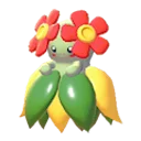 Bellossom